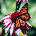 Creating a Low Maintenance Butterfly Garden in South Florida