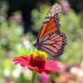 Creating a Butterfly Garden in Southwest Florida: A Guide for Southwest Florida Gardeners