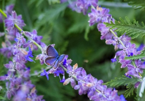 Attracting Butterflies to Your Garden in Southwest Florida: A Guide for Beginners
