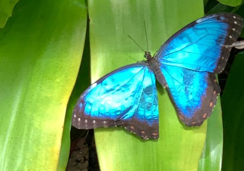 Making a Difference in Butterfly Conservation in Southwest Florida