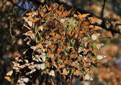 Tracking and Monitoring Butterfly Populations in Southwest Florida: A Comprehensive Guide