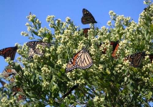 Attracting Migrating Butterflies to Your Garden in Southwest Florida