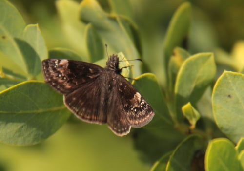 Identifying Different Species of Butterflies in Southwest Florida