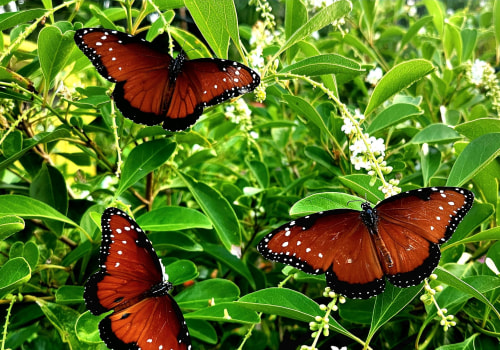Creating a Sustainable Butterfly Garden in Southwest Florida