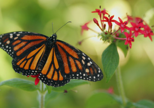 Creating a Butterfly Garden to Protect Butterflies from Extreme Weather Events in Southwest Florida
